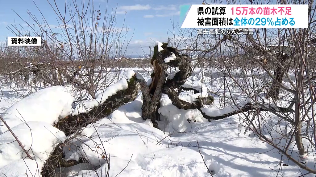 りんご】苗木15万本が“不足”する！？大雪による被害は青森県全体の「約