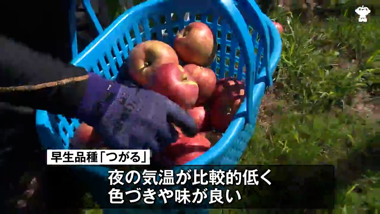 昼夜の気温差で色づき進み味も良い りんご早生品種「つがる」収穫