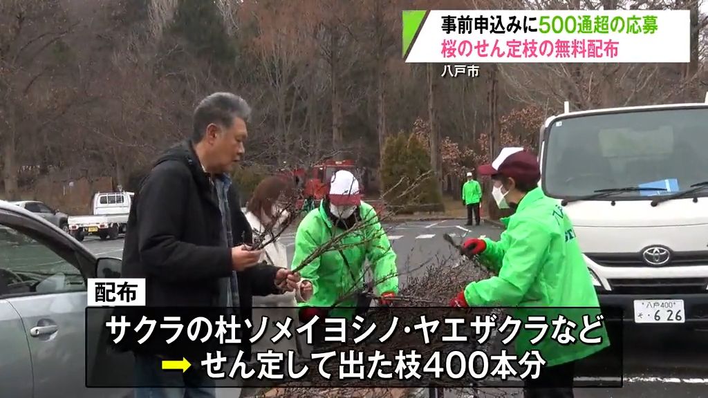 一足早く“春の訪れ”感じて　桜の枝を限定で無料配布　青森県八戸市