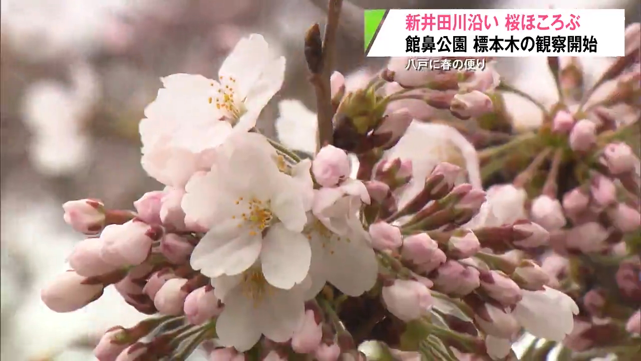 八戸市に桜の便り！新井田川沿いのソメイヨシノが一気に開花 館鼻公園