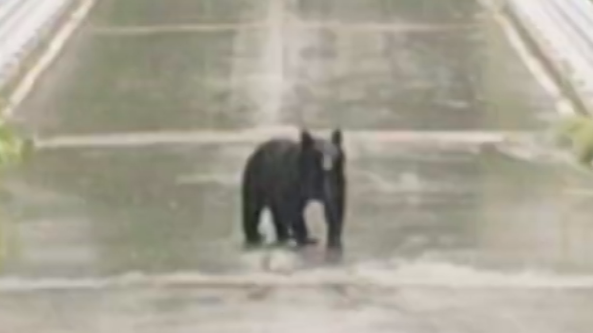 道路に“居座る”クマを津軽半島の先端で目撃 相次ぐ目撃を受けて青森市