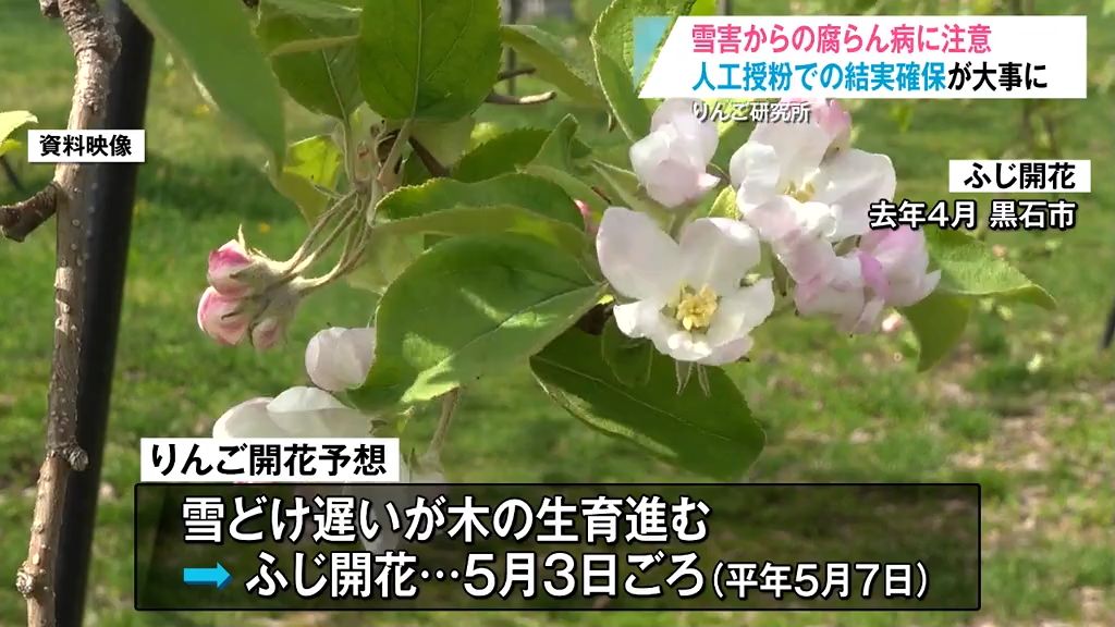 雪害からの腐らん病に注意｢雪害を受けた木の適切な処置を｣りんご研究所が対策徹底を呼びかけ　青森県黒石市