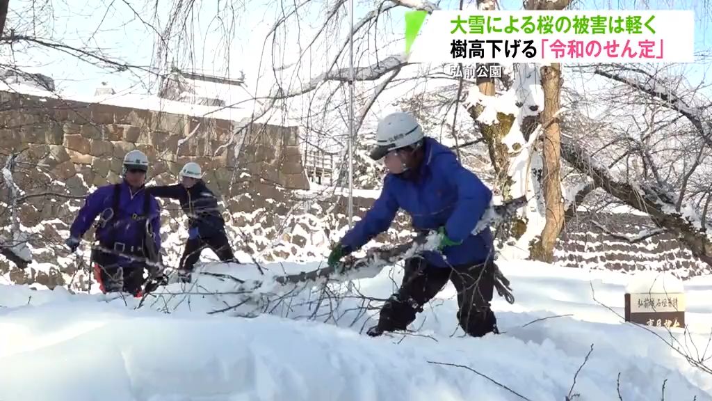 桜の名所・弘前公園で“令和のせん定”「目線に近いところで花を楽しんで」　青森県弘前市