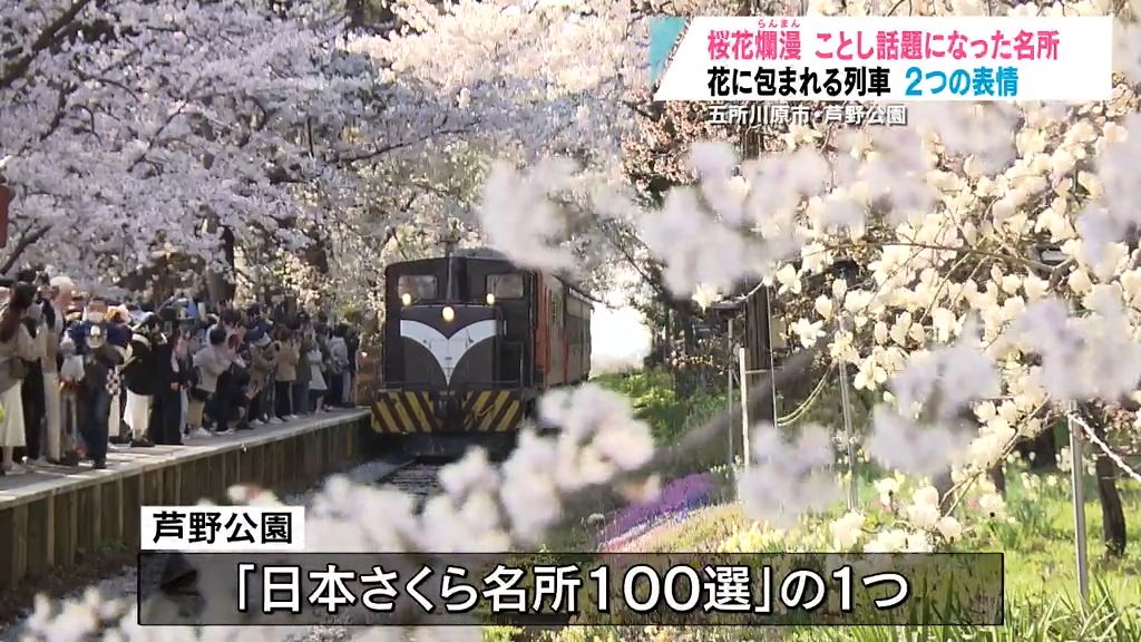 列車が走り抜ける桜のトンネル　昼と夜2つの表情が格別　五所川原市芦野公園