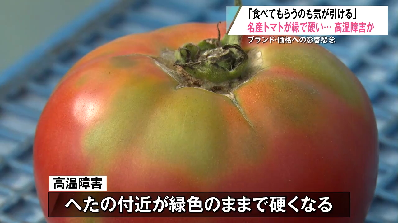 トマト様　確認画面 トマトの病害図鑑／プロ向けコンテンツ｜ダコニール1000