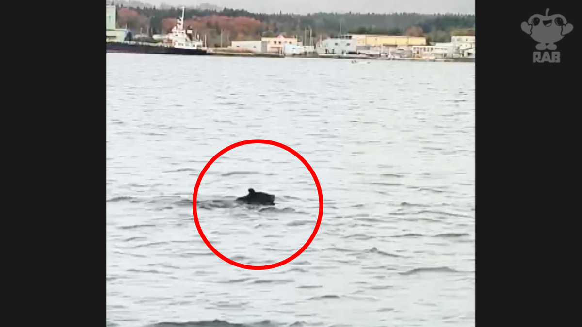 動画あり】陸奥湾泳ぐ『クマ』を猟友会が海上で駆除 目撃したホタテ