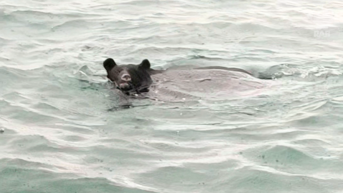 動画あり】陸奥湾泳ぐ『クマ』を猟友会が海上で駆除 目撃したホタテ