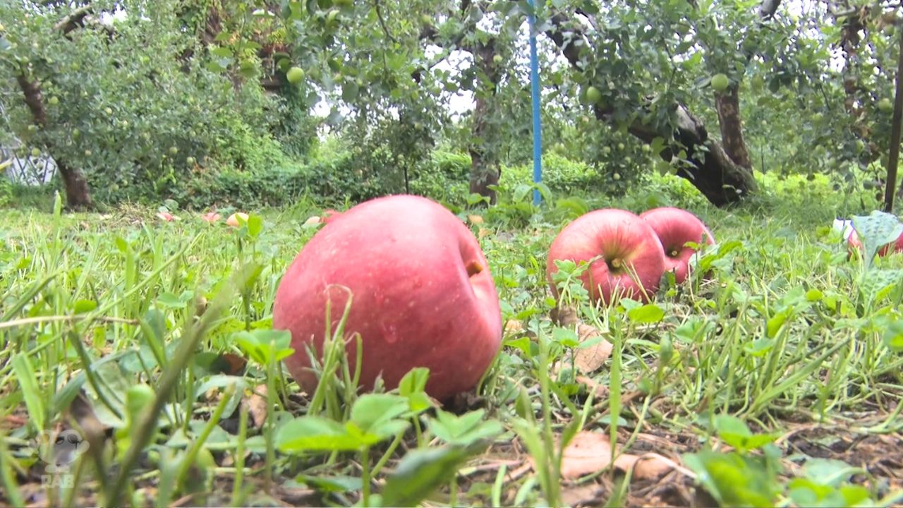 どうもできません…」豪雨で収穫間近のりんご500個以上落ちる 水の重さ