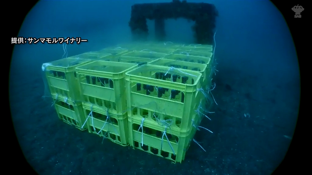 ブランデーを陸奥湾の海底で熟成へ！まろやかな味わいに変化するか検証