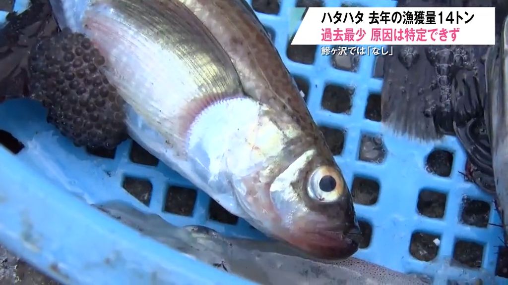 ハタハタの漁獲量が2000年以降最少　鰺ヶ沢では水揚げ「なし」の異常な事態に　原因特定できず