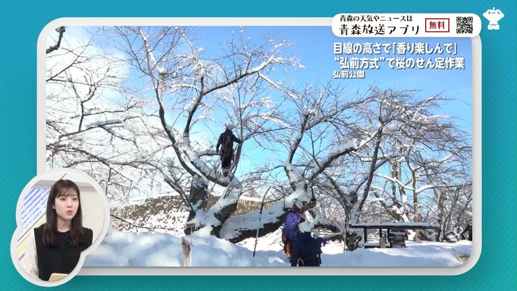 「ソメイヨシノの香りを楽しんで」目線の高さで楽しめるよう“弘前方式”でせん定　青森県弘前市・弘前公園