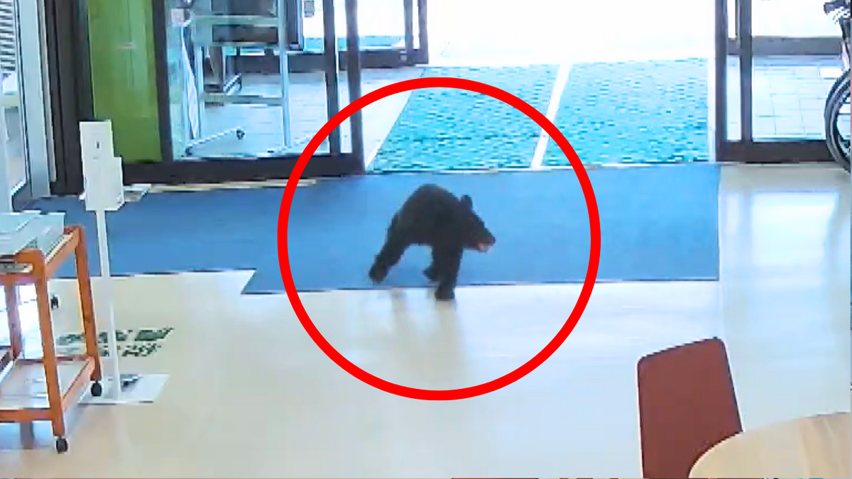 ニュースが他人事ではないなと…」役場正面の自動ドアからクマが侵入