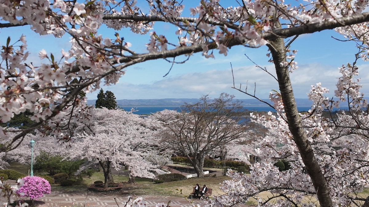 満開】「すごくいい時期」まだまだ楽しめる“下北の桜” 1,400本の 