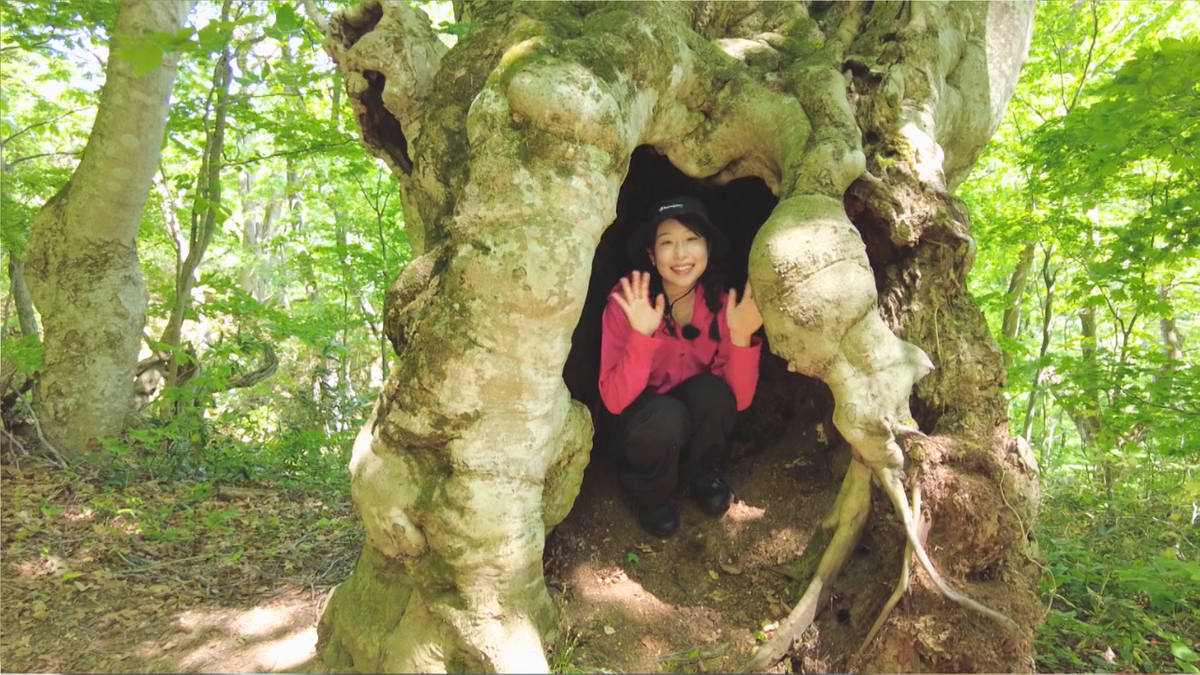 新緑】ブナの巨木と1つになる…子葉の芽吹く梵珠の森 ご褒美の「絶景