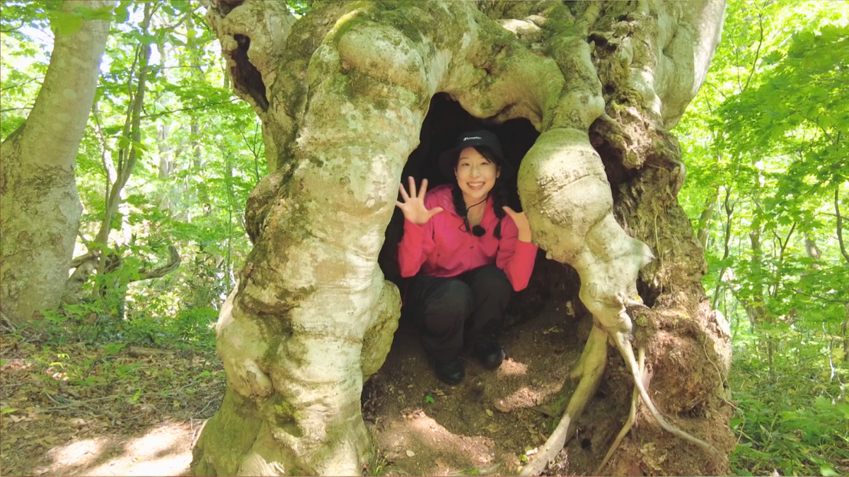 新緑】ブナの巨木と1つになる…子葉の芽吹く梵珠の森 ご褒美の「絶景