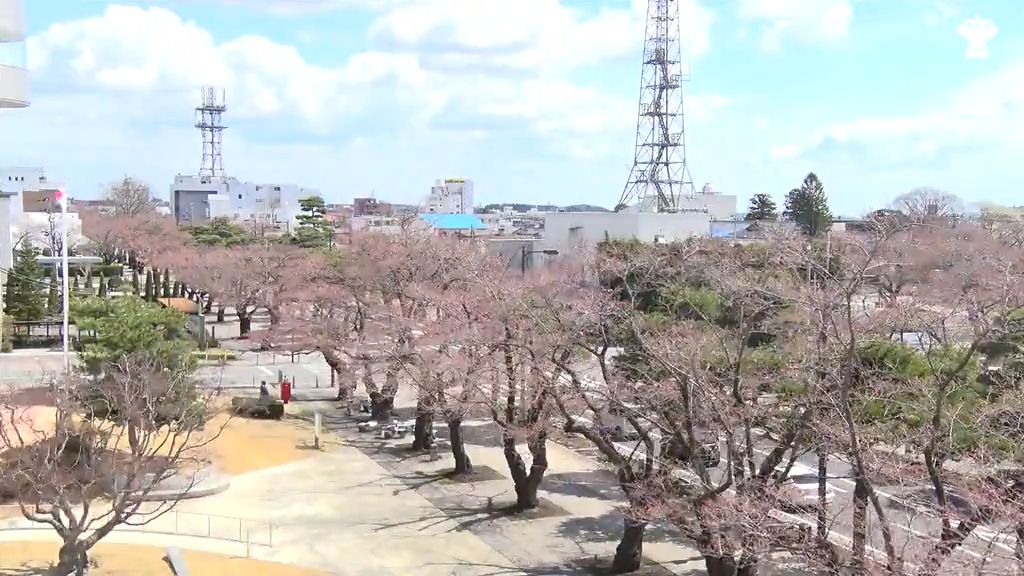 「準備万端で整えています」名所・官庁街通りも桜ほころぶ　開花予想は18日　青森県十和田市