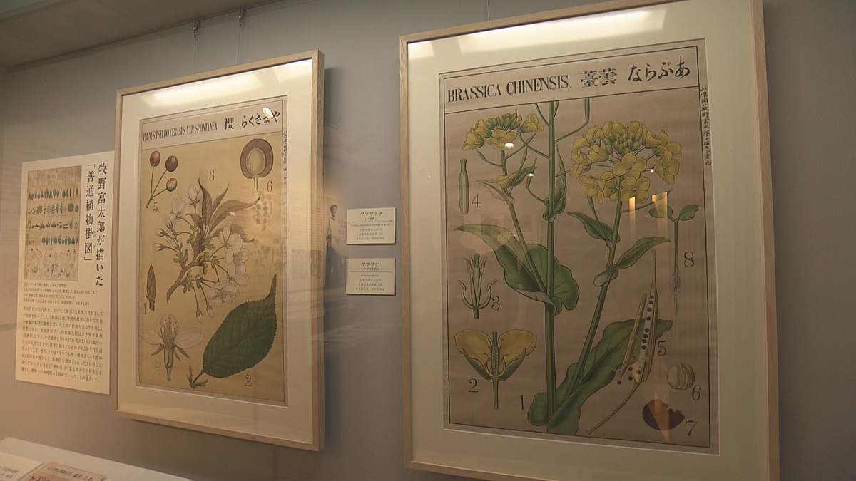 植物学者・牧野富太郎博士が描いた掛図を県立牧野植物園で公開中【高知】