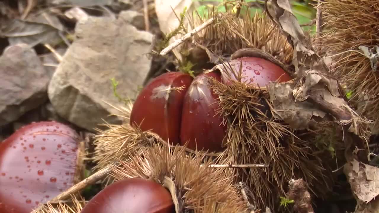 秋田県 栗 10キロ 西明寺栗 通販｜齋藤農園 秋田県仙北｜うまいもん