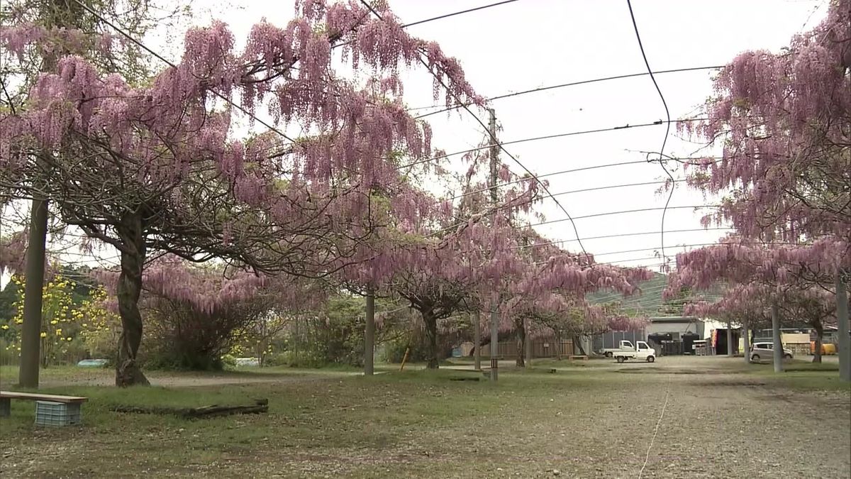 フジの花見頃