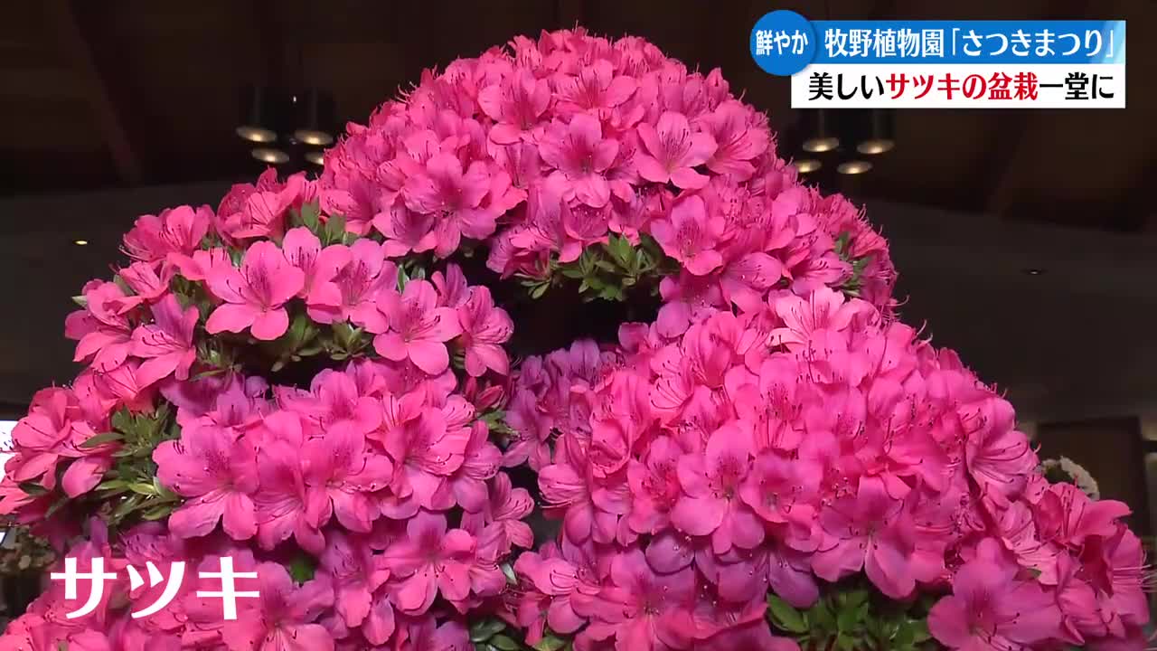 高知市の高知県立牧野植物園でさつきまつり 5月31日まで【高知】（2026