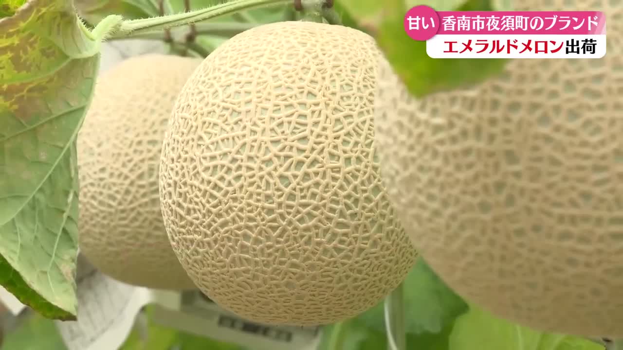 糖度14.5度以上》旬を迎えた特産 エメラルドメロン【高知】 （2026年6