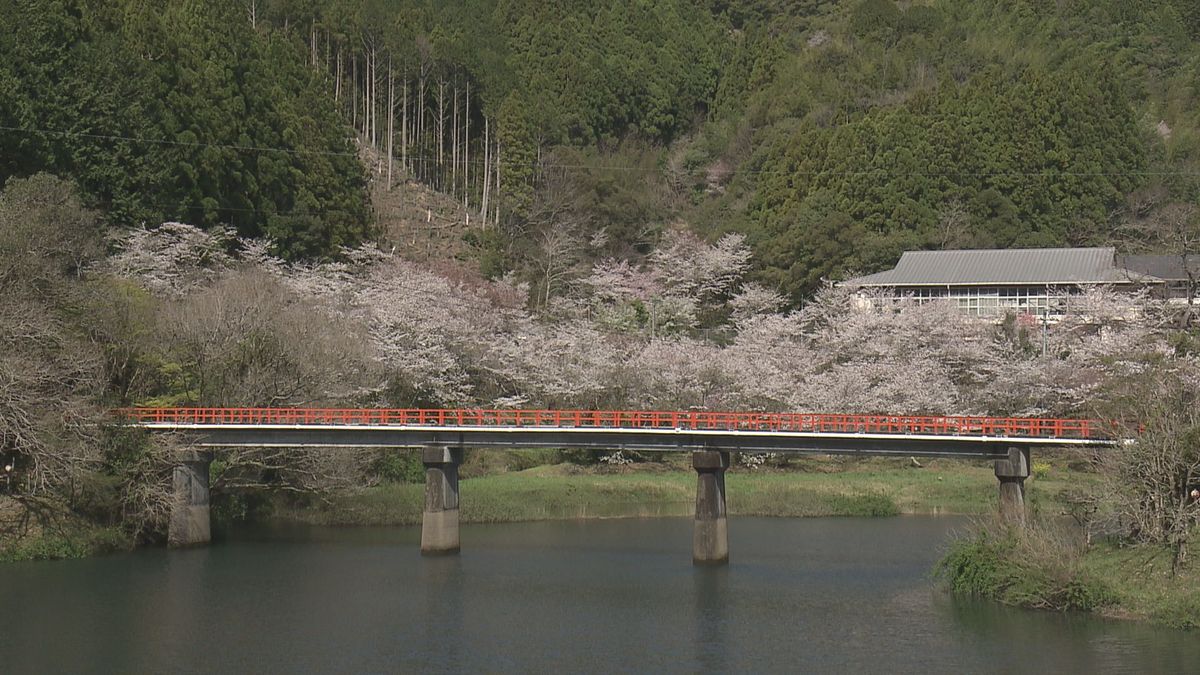 約300本のサクラ満開 香美市の地域交流施設「ほっと平山」周辺 親水公園のダムの水辺に花びら浮かぶ 【高知】