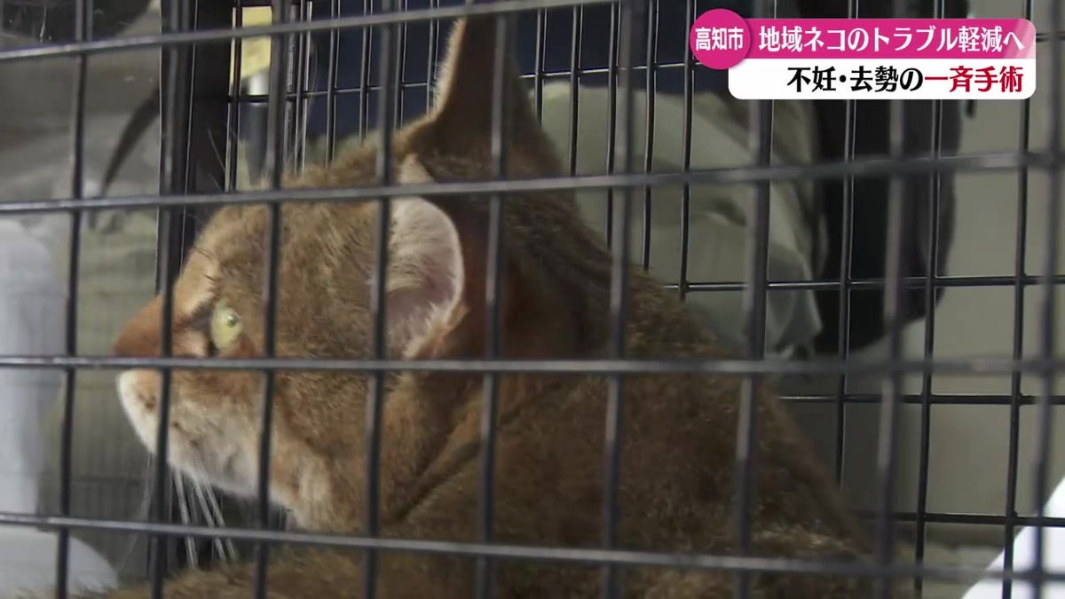 飼い主のいないネコのトラブルを町内会で解決！野良猫から“地域猫”への取り組み【高知】