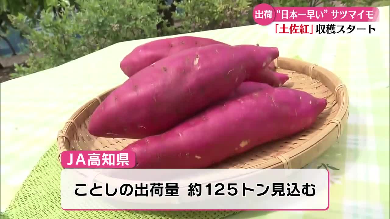 日本一早く》秋の味覚・サツマイモの収穫【高知】（2026年5月21日掲載