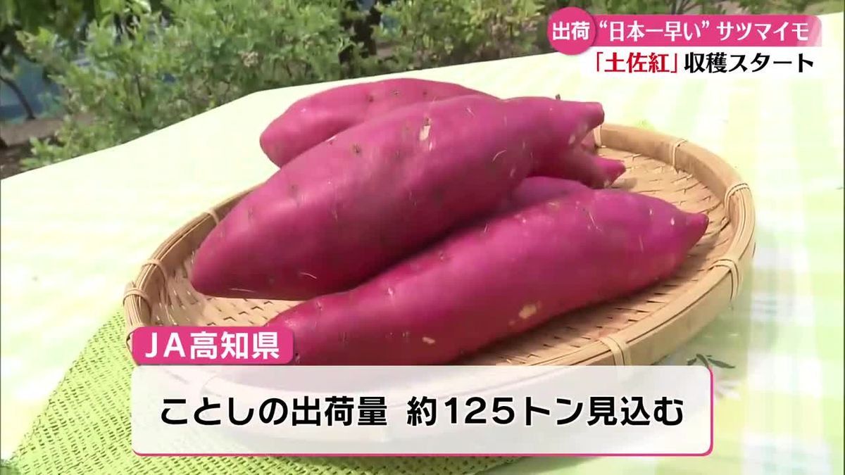 日本一早く》秋の味覚・サツマイモの収穫【高知】（2026年5月21日掲載 