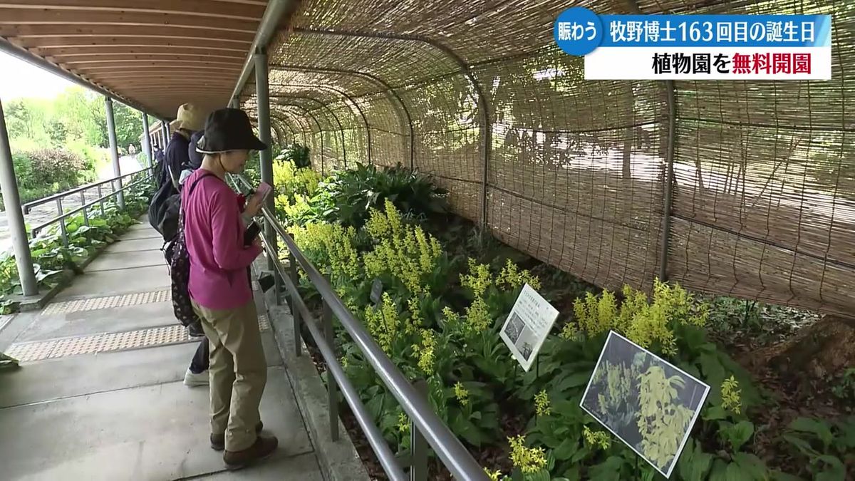 4月24日は『マキノの日』植物学者・牧野富太郎博士の163回目の誕生日 高知県立牧野植物園を無料開園【高知】