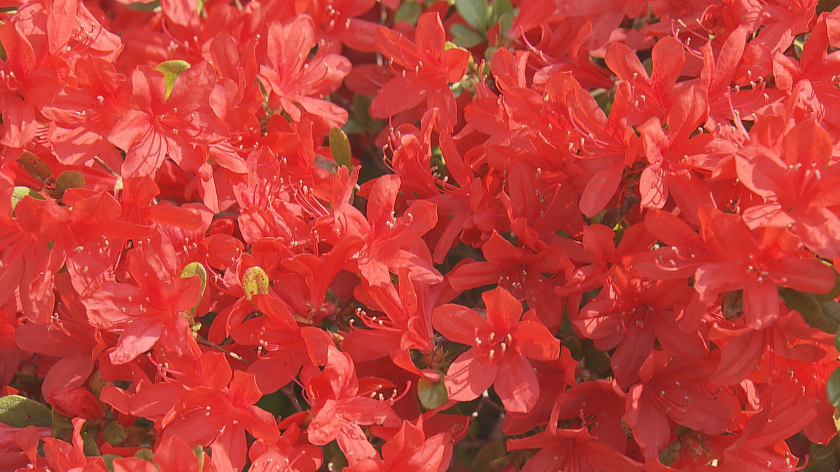 色とりどりのツツジ咲き誇る 牧野植物園でホンキリシマやオンツツジ見頃【高知】