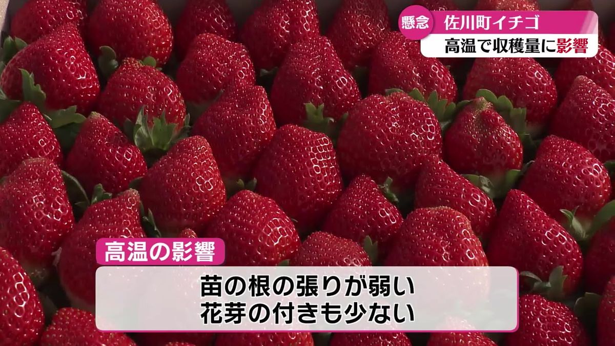 佐川町のイチゴ 高温の影響で収穫量が2割ほど減る【高知】