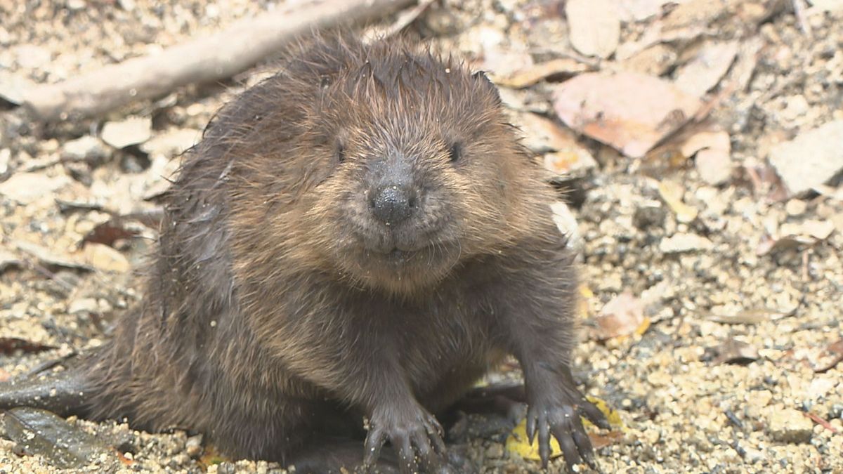 ベビーラッシュの高知県立のいち動物公園 アメリカンビーバーとアミメキリンの赤ちゃんの愛称を募集【高知】