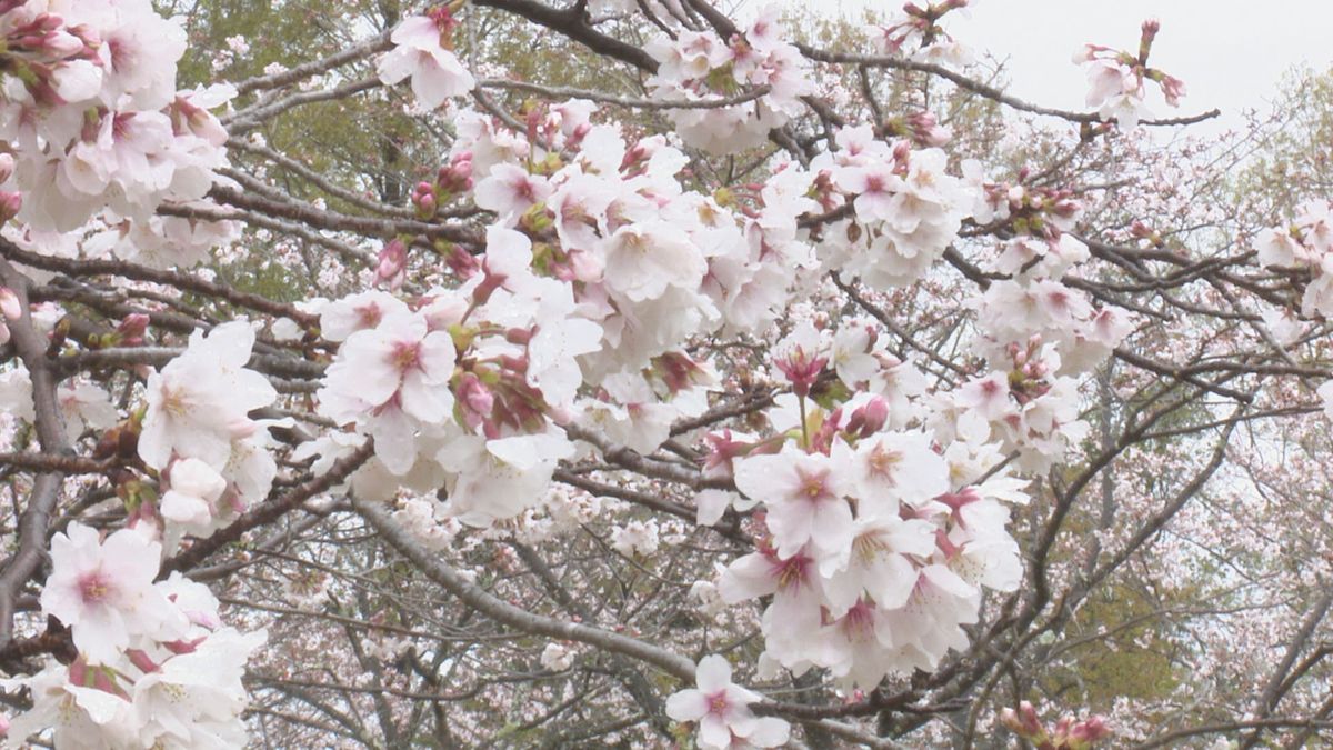 高知市 針木浄水場のサクラがほぼ満開【高知】