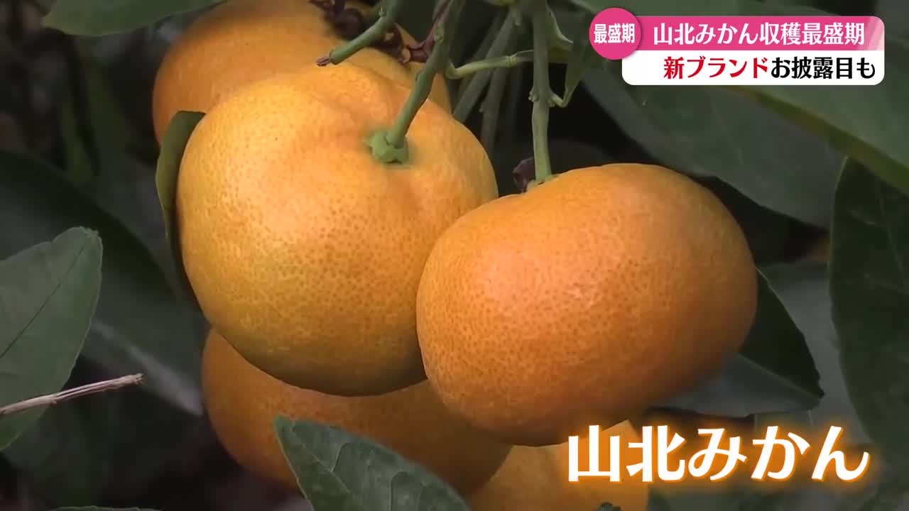 山北みかんの収穫が最盛期 新ブランド『柑美甘々』立ち上げ【高知