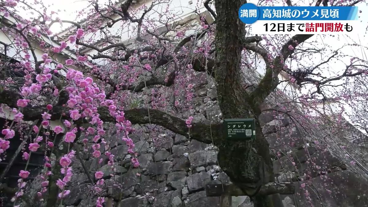 高知城のウメ 見頃迎える【高知】