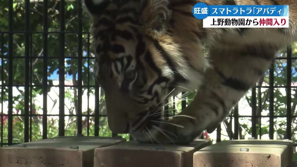 和の森わんぱーくこうちにスマトラトラが仲間入り【高知】