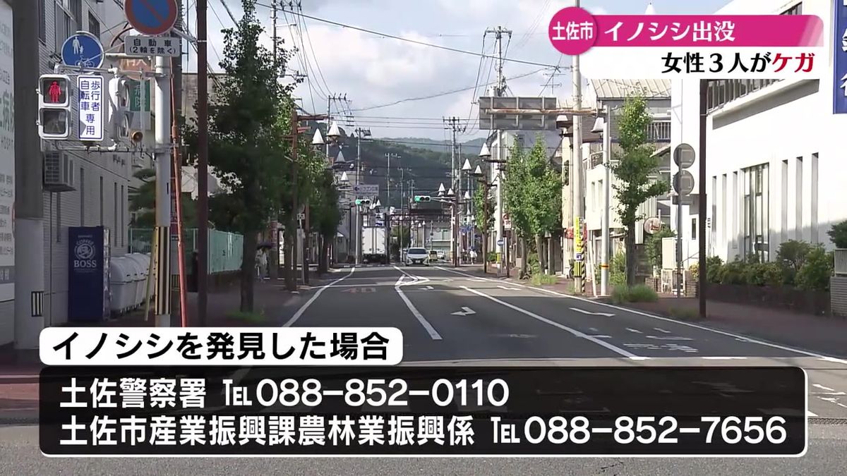 土佐市の市街地にイノシシ出没し女性3人を襲う いまだに捕まらず【高知】