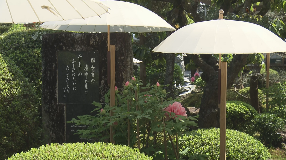 南国市の国分寺でボタンの花見ごろ ピンクや赤、紫など大輪の花が境内彩る 和傘で優雅に【高知】