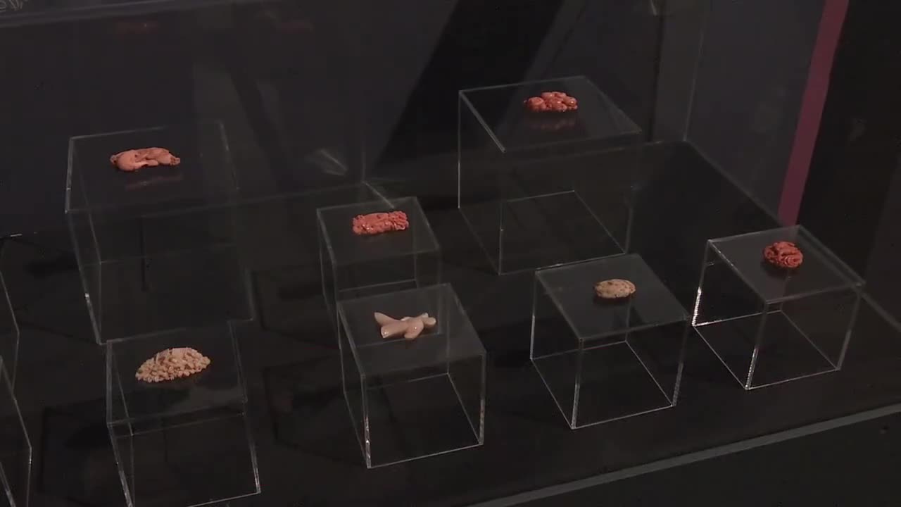高知の伝統産業》サンゴ工芸の魅力伝える企画展【高知】（2026年4月1日