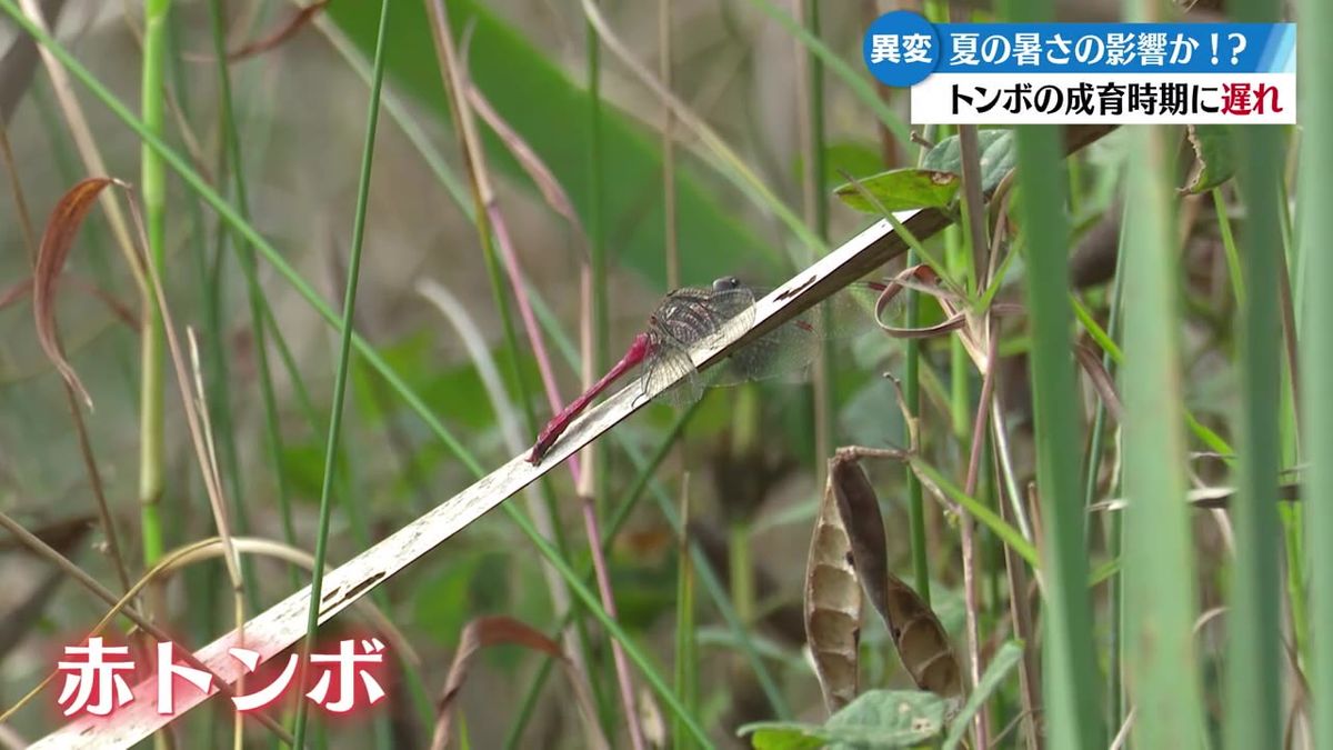  夏の猛暑が影響？秋に産卵をはじめる赤トンボに異変が【高知】