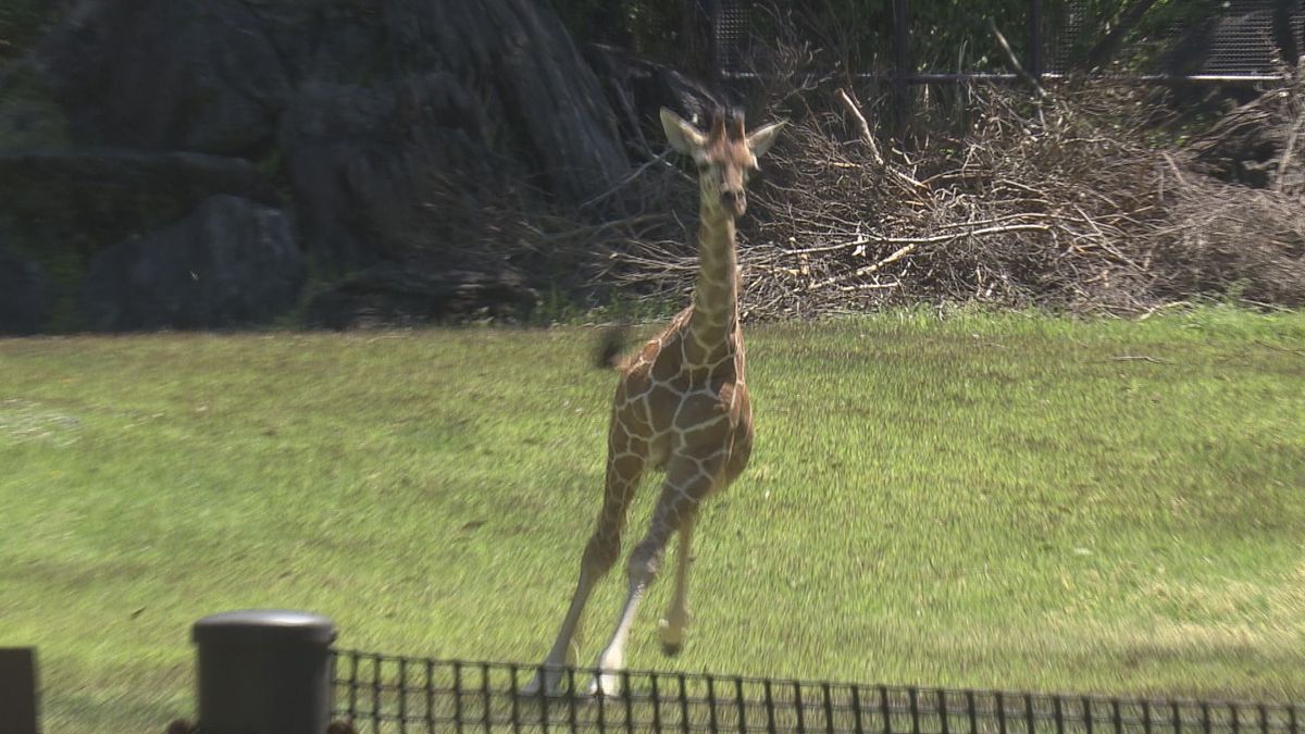 県立のいち動物公園のサバンナ大展示場で3日からシロオリックスとアミメキリンの合同展示【高知】