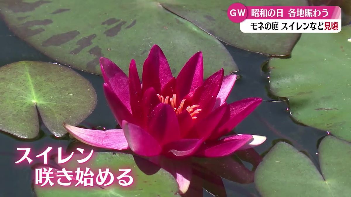 優雅なスイレンをはじめ見頃の花々がいっぱい GWでにぎわう北川村モネの庭マルモッタン【高知】