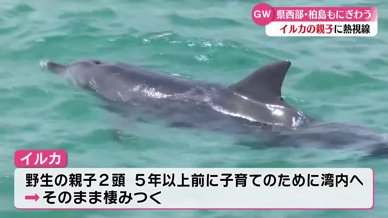 野生のイルカがお出迎え！》高知県大月町の柏島のGW【高知】（2026年