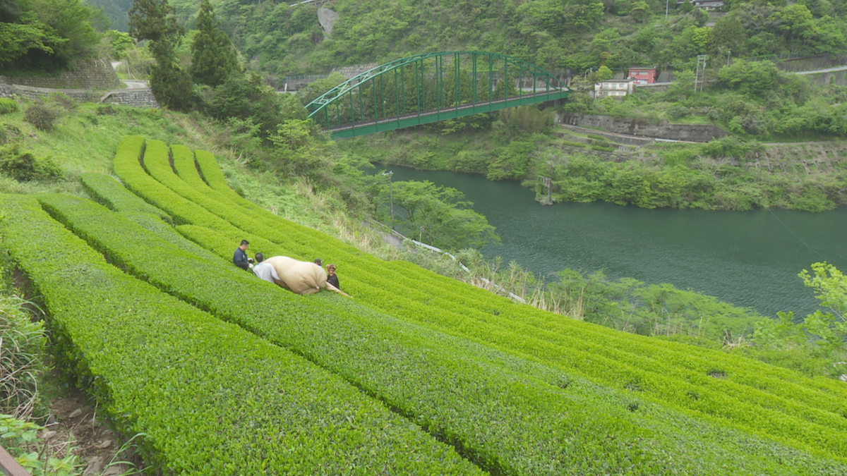 仁淀川町特産の『沢渡茶』の一番茶収穫が始まる【高知】