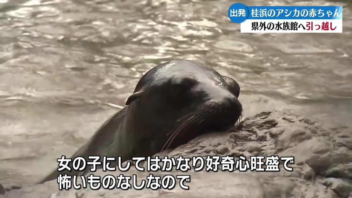 アシカの赤ちゃんがお引越し 桂浜水族館【高知】