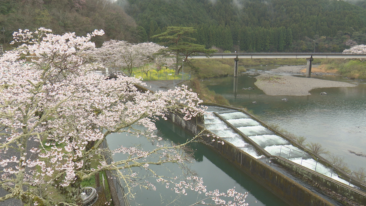 四万十町･家地川公園の300本のサクラが見頃【高知】