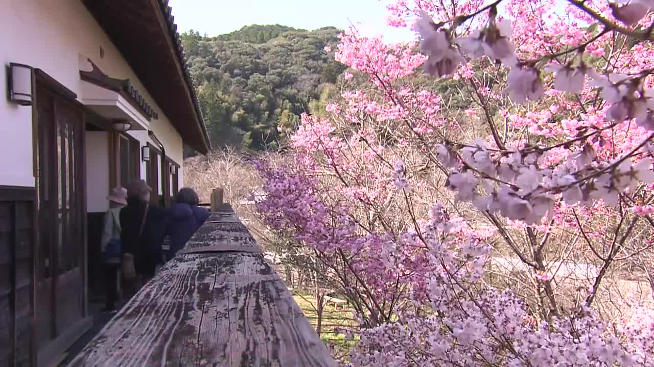 すでに『らんまん』》佐川町牧野公園・早咲きのサクラ見頃【高知