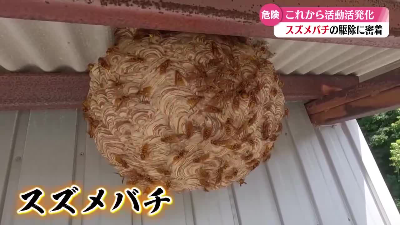 スズメバチの巣の駆除に密着！【高知】（2026年8月19日掲載）｜RKC
