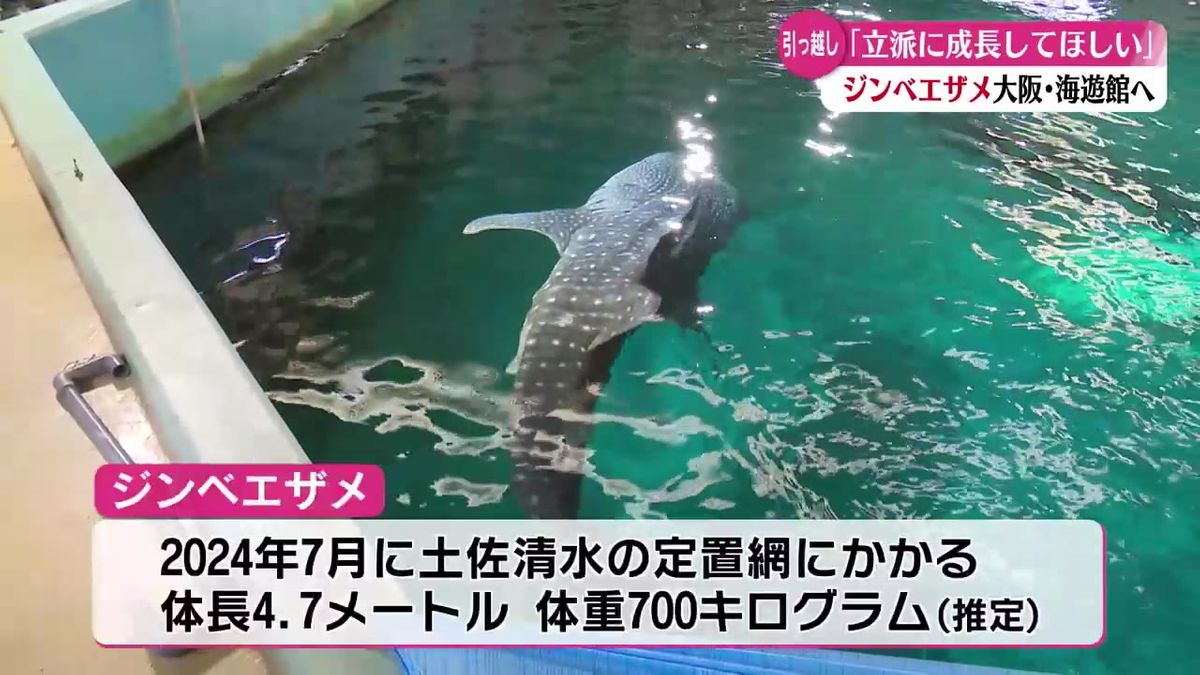 ジンベエザメのお引っ越し 土佐清水市から大阪・海遊館へ【高知】